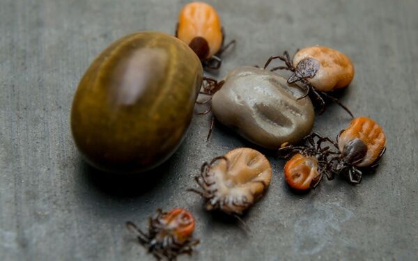 Болести, пренасяни от кърлежи (Tick-borne diseases)
